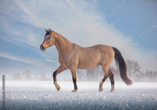 Buckskin stallion steps on snow in winter on sky background