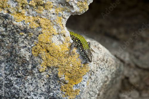 Mauereidechse, Podarcis muralis nigriventris photo