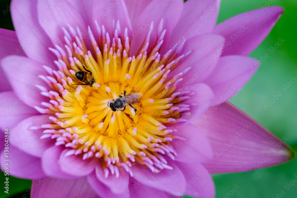 Close-up flower. A beautiful purple waterlily or lotus flower Close-up flower. A beautiful purple waterlily or lotus flower