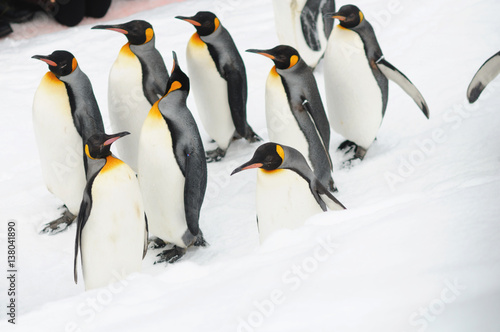 parade penguin in japan