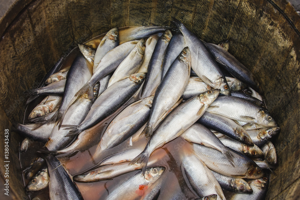 Fototapeta premium Herring in a wooden barrel - sea fish