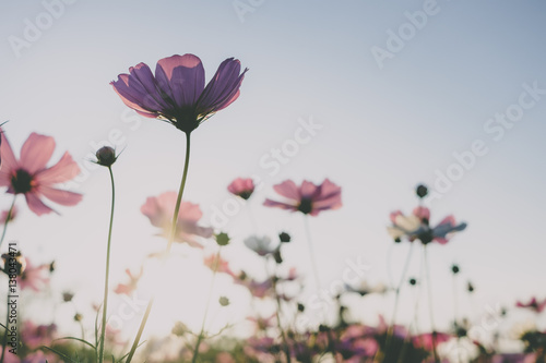 Pink cosmos flower blooming with sunrise and blue sky background.Close up.Vintage tone