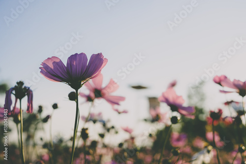 Pink cosmos flower blooming with sunrise and blue sky background.Close up.Vintage tone photo