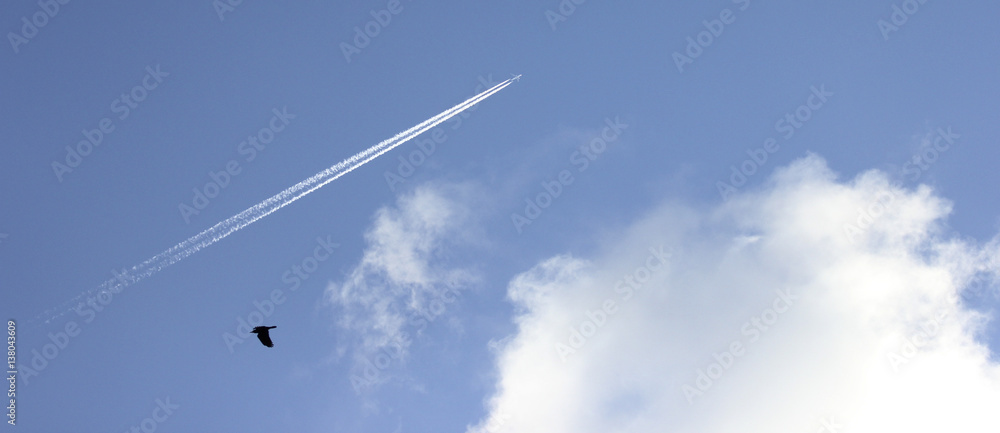 kondensstreifen flugzeug himmel vogel kondensstreifen flugzeug himmel vogel