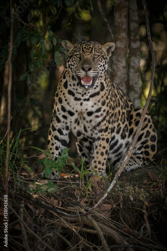American jaguar female in the darkness of a brazilian jungle  panthera onca  wild brasil  brasilian wildlife  pantanal  green jungle  big cats  dark background  low key