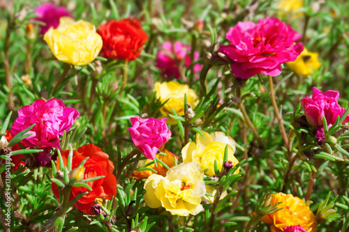 Fototapeta Naklejka Na Ścianę i Meble -  Bright flowers on the flowerbed in city park.