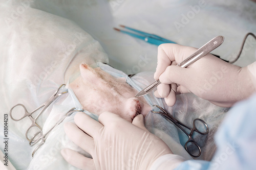 Bild auf Leinwand close up of veterinarian or doctor with scalpel doing surgery in the clinic