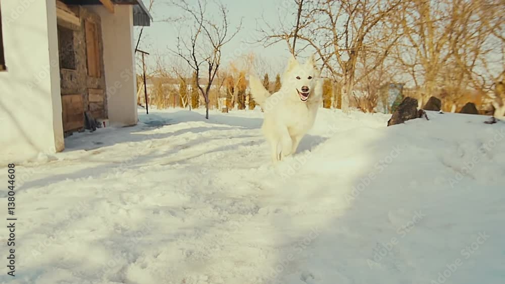 White Swiss Shepherd Dog Play In Snow.Slow Motion. White Swiss Shepherd Dog Play In Snow.Slow Motion.