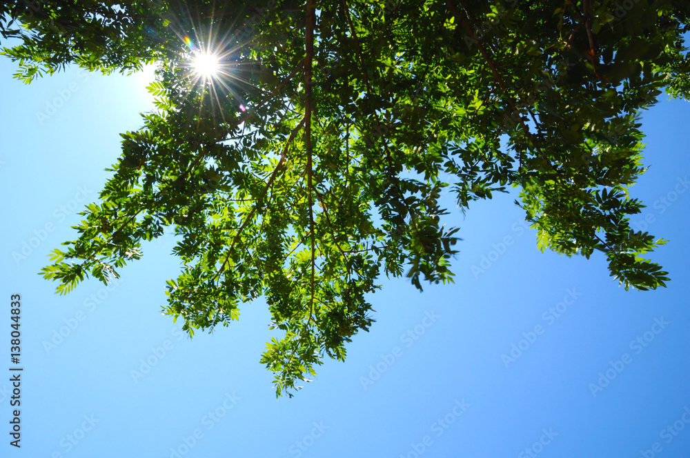 Obraz premium Sun's rays make their way through the green branches of a tree