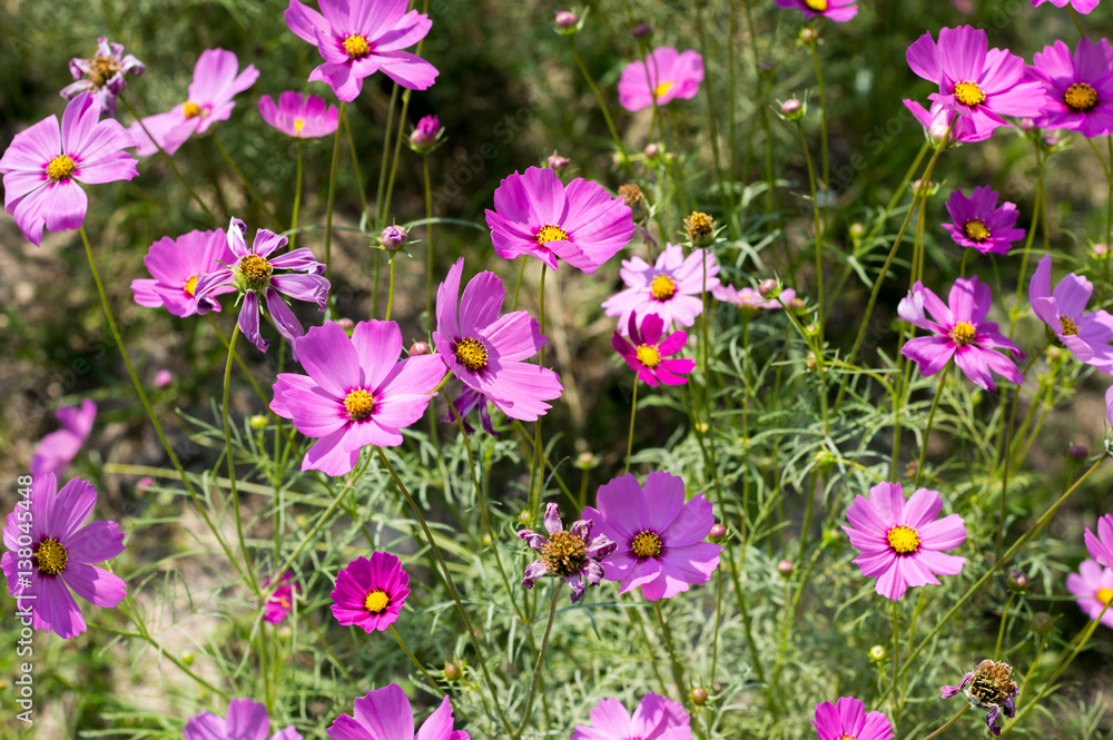 Pink cosmos flower bloom Pink cosmos flower bloom