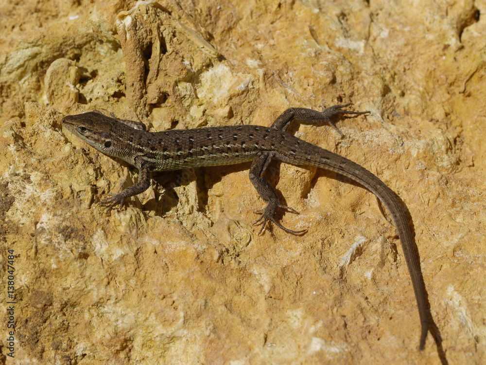 Algerischer Sandläufer, psammodromus algirus StockFoto Adobe Stock