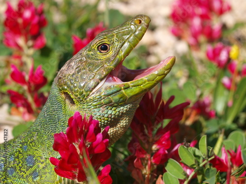 Perleidechse, timon lepidus, lacerta lepida photo