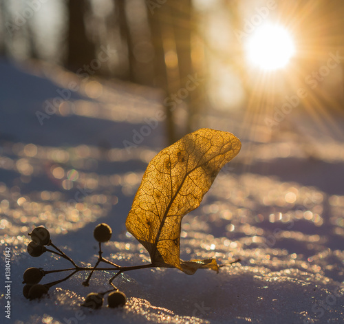 Nature in winter photo