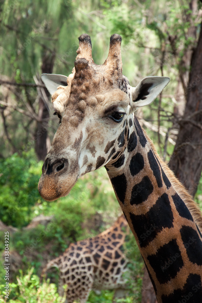 Giraffe's portrait