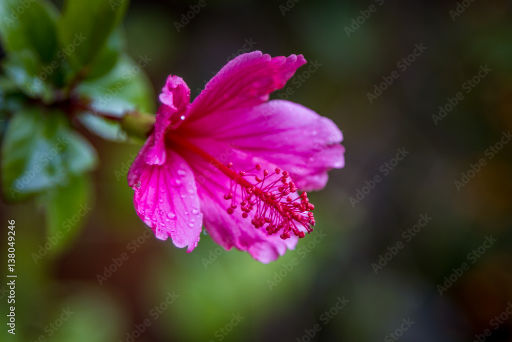 Fototapeta premium Hibiscus rosa-sinensis, lilac-pink flower