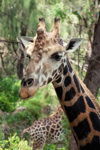 Giraffe's portrait © Vlad Ozo