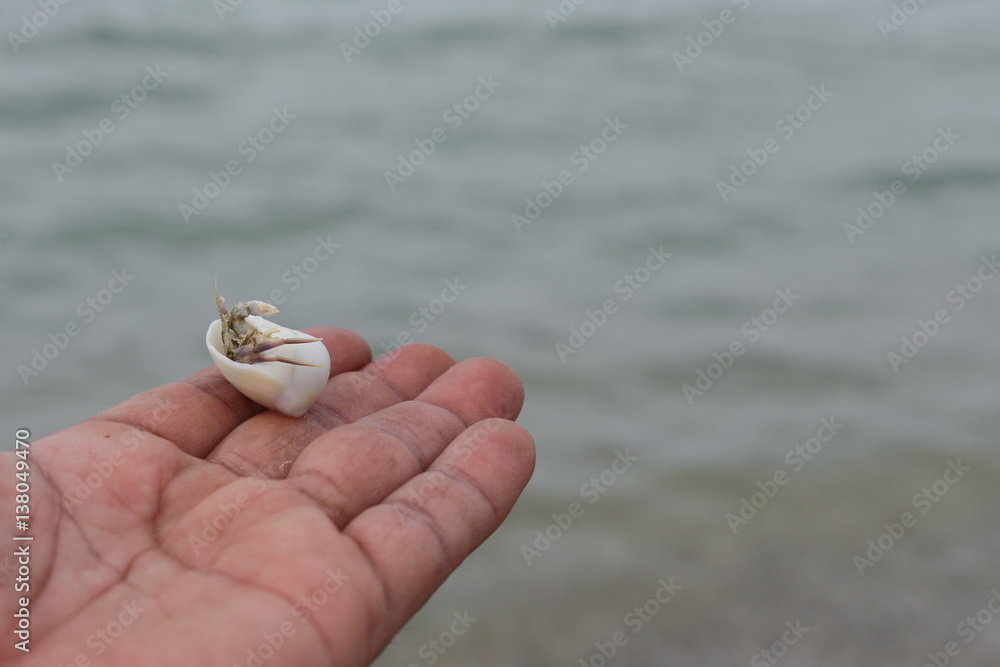 hermit crab Select focus (Diogenes, pagurian, soldier crab) on hand