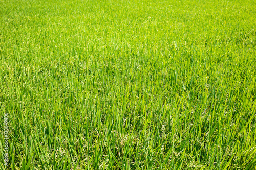 Green of rice leaves in paddy rice field.