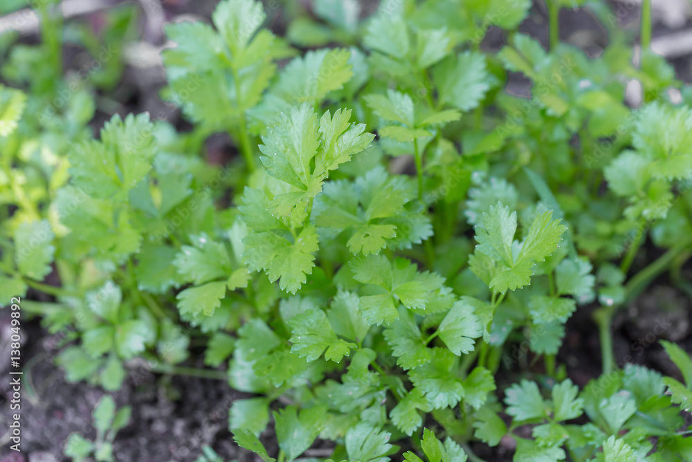Celery planted in the field of agriculture in Thailand. Celery planted in the field of agriculture in Thailand.