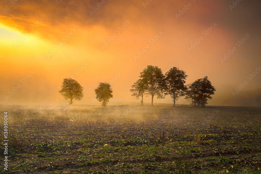 Une rangée d'arbre dans les champs sous un ciel en feu