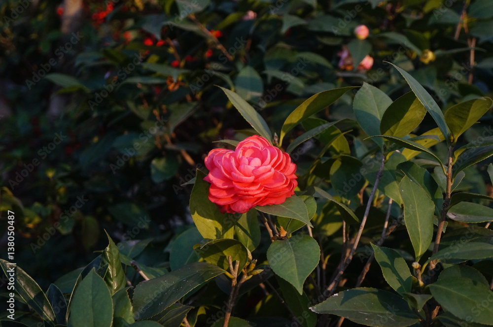 Obraz premium Camellia flowers, very beautiful