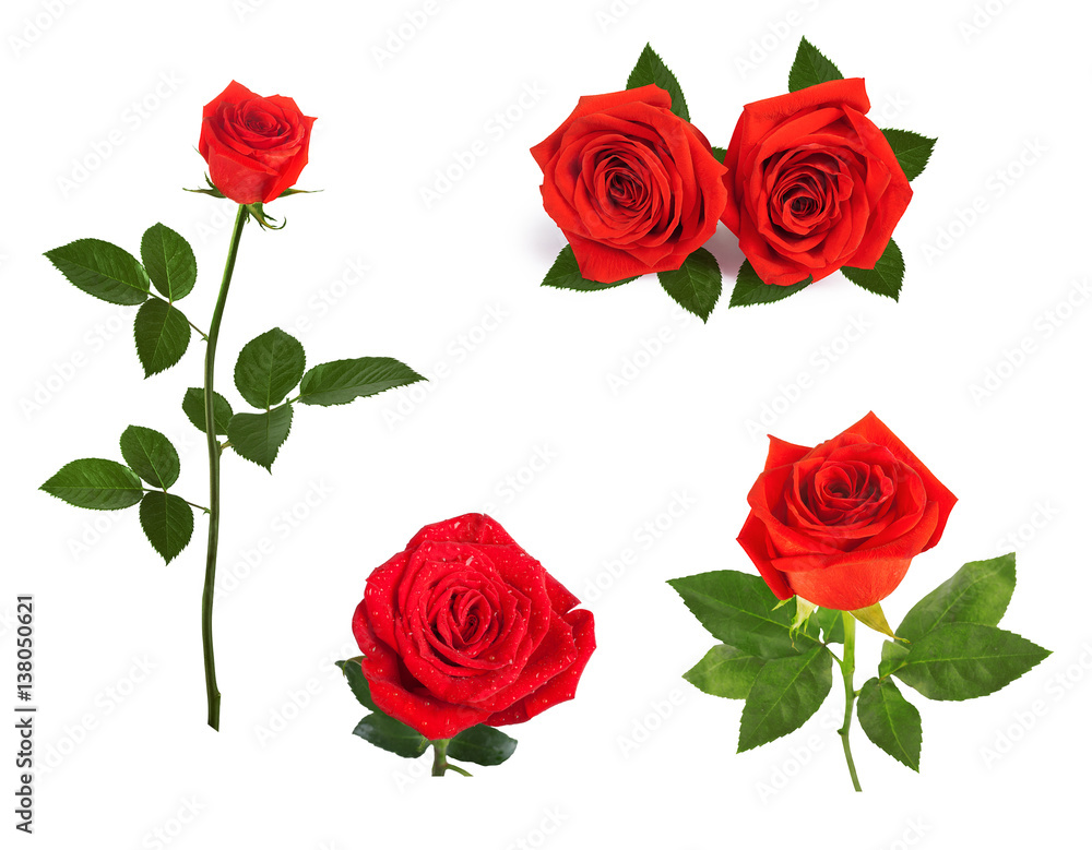 Set of beautiful red roses for design isolated on background Set of beautiful red roses for design isolated on background
