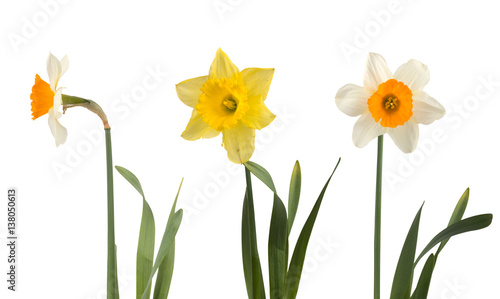 Set of beautiful white and yellow daffodils