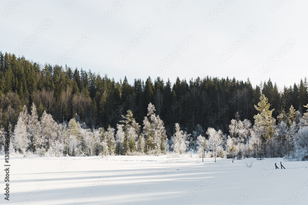Winter field landscape with the frosty trees lit by soft sunset light - snowy landscape scene in warm tones with snow covered field and trees covered with frost