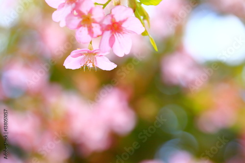 河津桜 サクラ