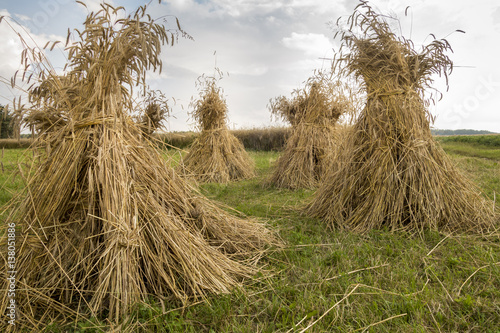 Fotografie Sheaves of wheat harvest by hand in an old fashioned style dry