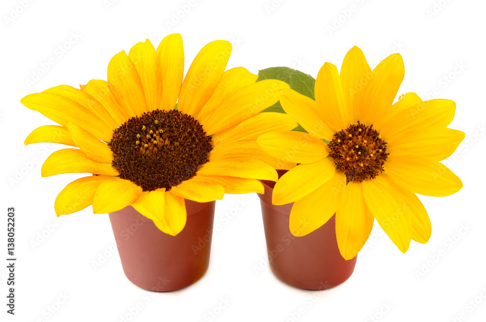 Obraz premium sunflowers in pots