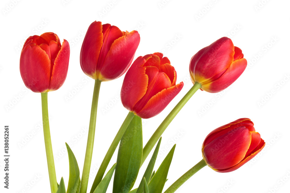 Bouquet of red tulips. Bouquet of red tulips.