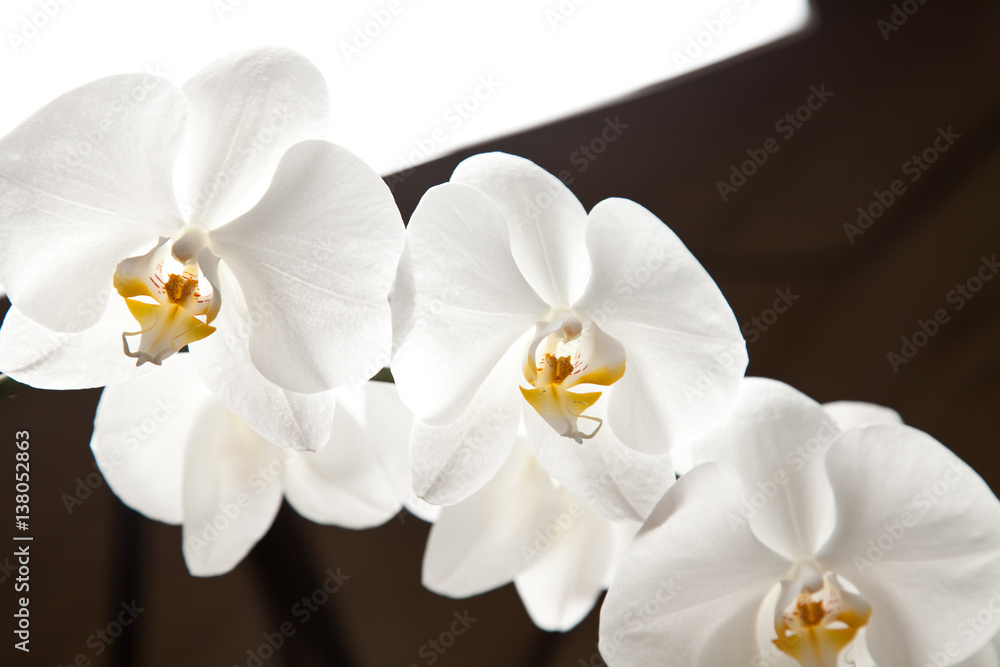White orchid White orchid