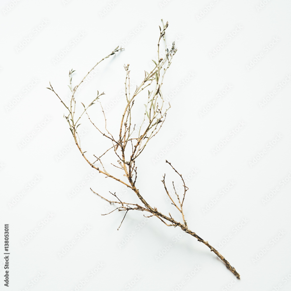 Fototapeta premium Dry Branch On White Background