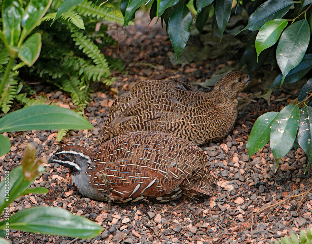 Hühnervögel Hühnervögel