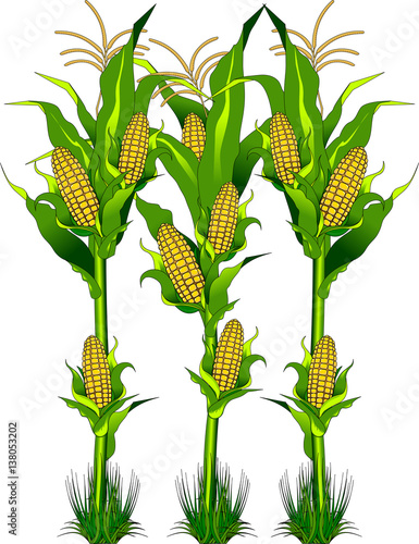 corn on the field