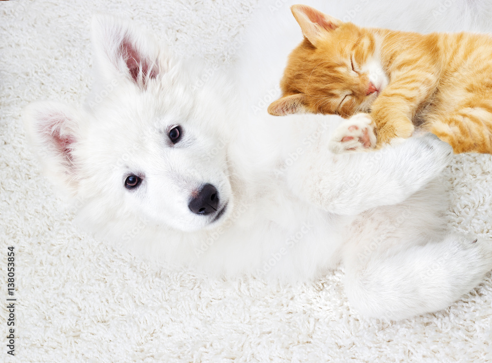 Berger Blanc Suisse puppy and kitten fluffy carpet Berger Blanc Suisse puppy and kitten fluffy carpet