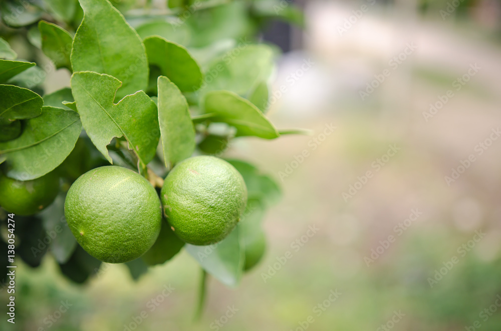 Ripe Lemons hanging on tree