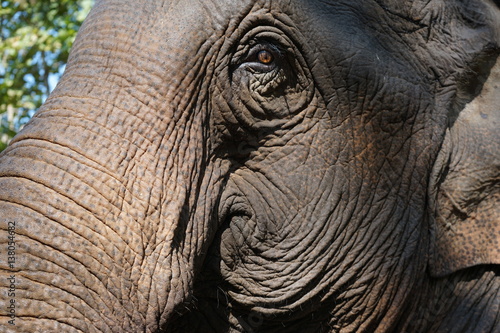 Asiatischer Elefant, Laos