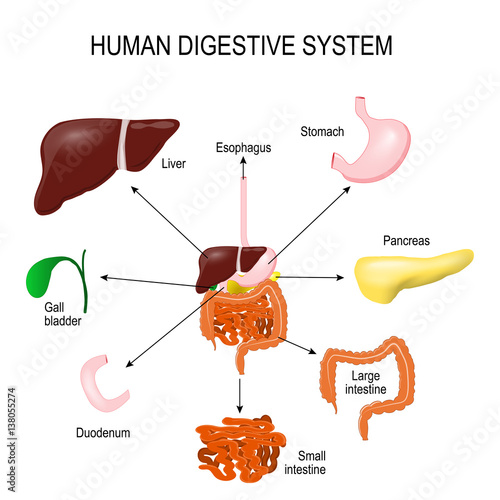 Human Digestive System