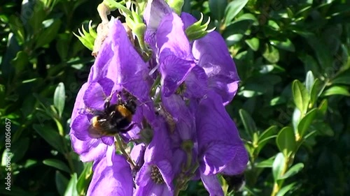 Gierig saugt die Hummel in einer Blüte des blauen Eisenhutes  photo