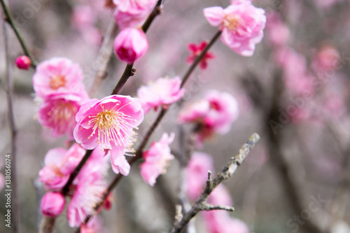 ピンク色の梅の花