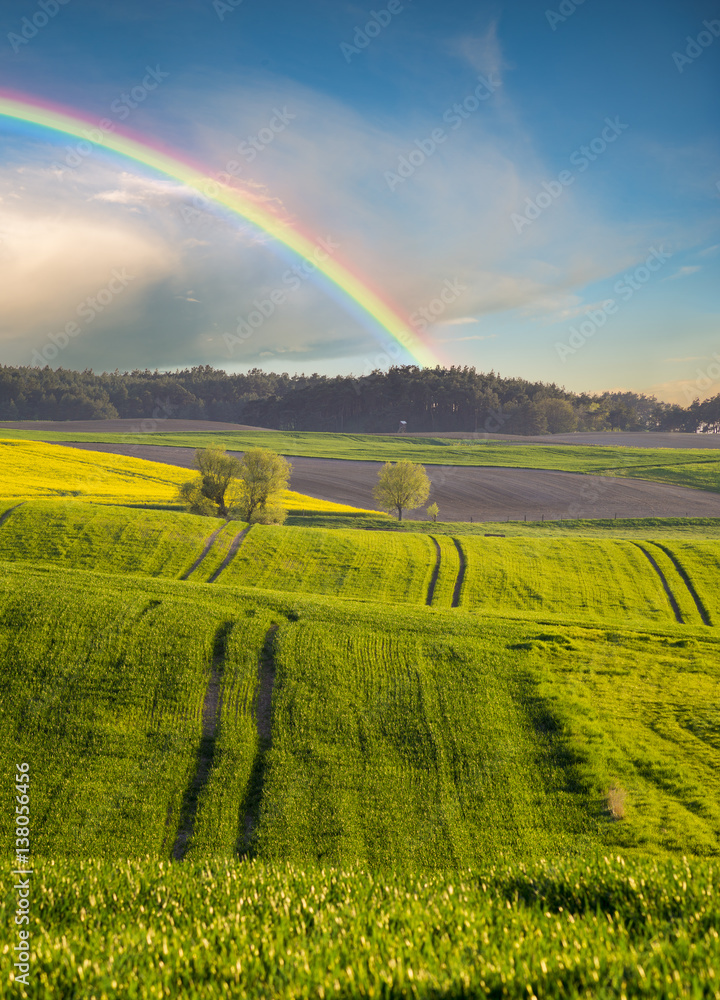 Obraz premium rainbow over the cultivated field