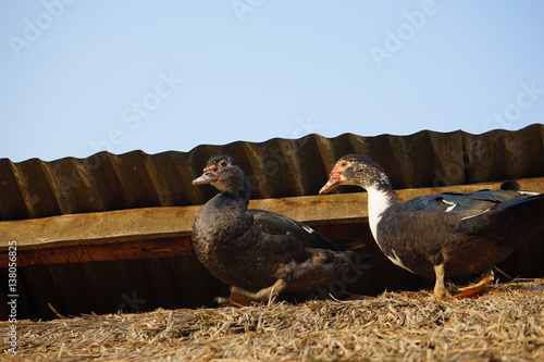 Enten auf dem Strohdach photo