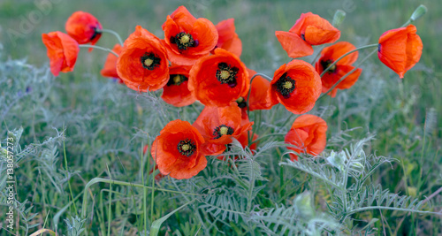 Fototapeta Naklejka Na Ścianę i Meble -  poppy meadow