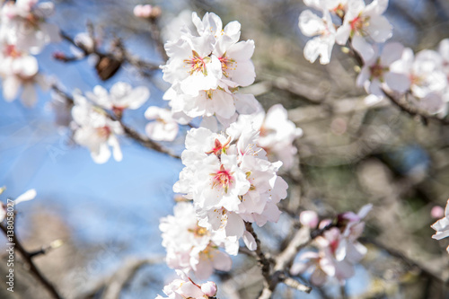 Almond Tree early flowers