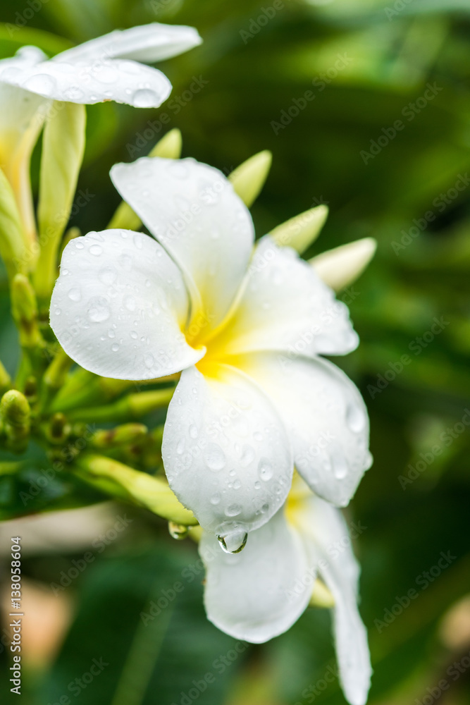 White plumeria on the plumeria tree. White plumeria on the plumeria tree.