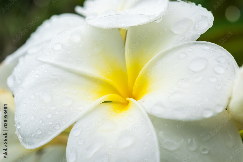 White plumeria on the plumeria tree. White plumeria on the plumeria tree.
