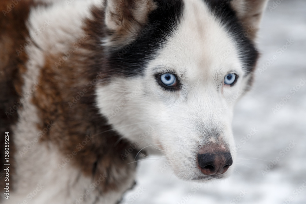 Husky Dog Breed