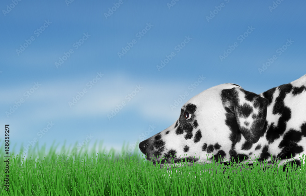 Dog playing outside on grass